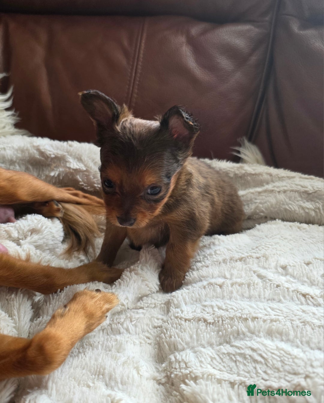 Russian Toy Terrier dogs for sale: Russian Toy Puppies  - Image 13