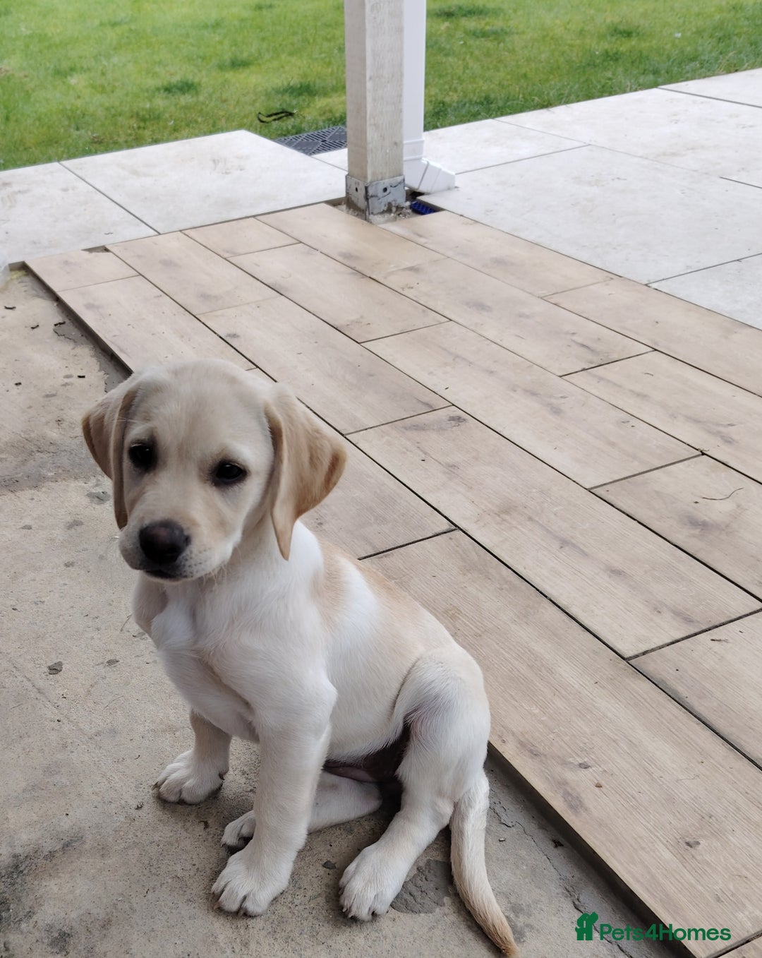 Labrador Retriever dogs for sale: Labrador retriver - Advert 1