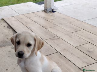 Labrador Retriever dogs Labrador retriver - Advert 7