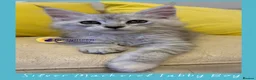 Maine Coon cats for sale: Gorgeous TICA Pedigree Maine Coon Kittens - Advert 19
