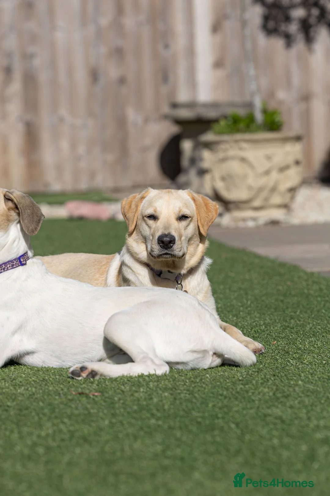Mixed Breed dogs for adoption: Lovely Lucy - Advert 13