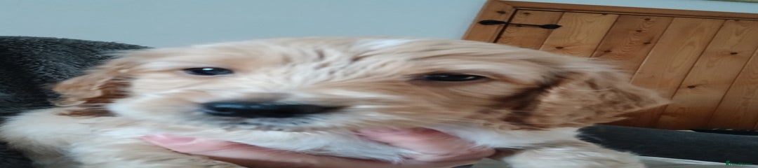 Cockapoo Puppy 2
