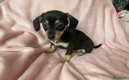 Miniature Dachshund dogs for sale: Beautiful Dachshund X - Image 9