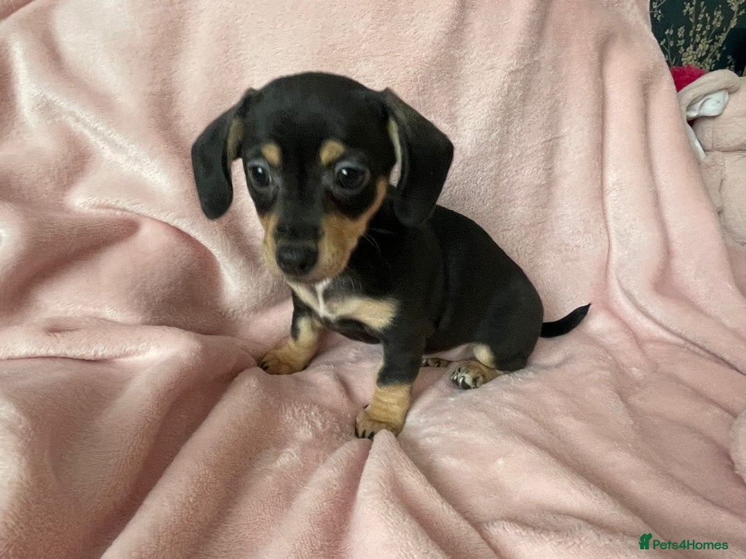 Miniature Dachshund dogs for sale: Beautiful Dachshund X - Image 9