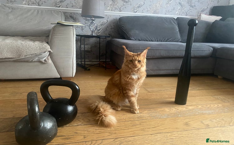 Maine Coon cats - Advert 7