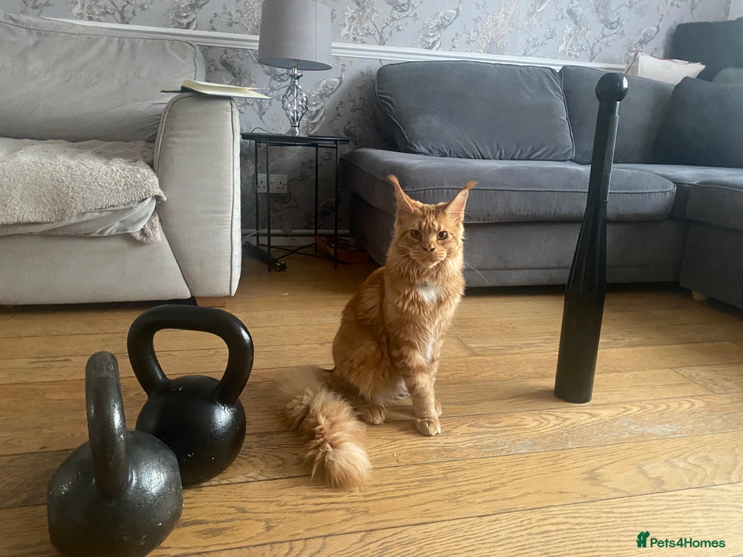 Maine Coon cats for sale: Gato needs a new home  - Image 1