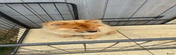 Chow Chow dogs for sale: 5 month chow chow puppy Koba  - Advert 3