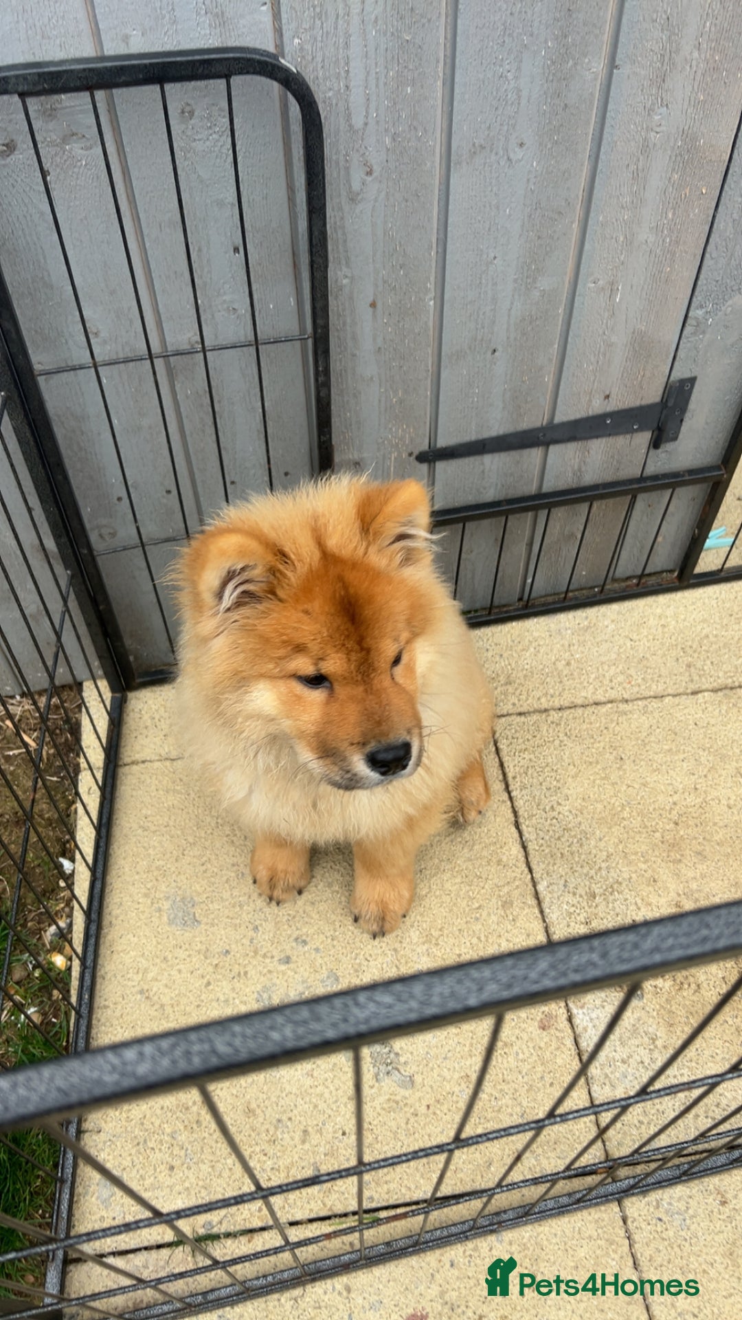 Chow Chow dogs for sale: 5 month chow chow puppy Koba  - Advert 3