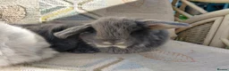 Mini Lop rabbits for sale: mini lops - Advert 4
