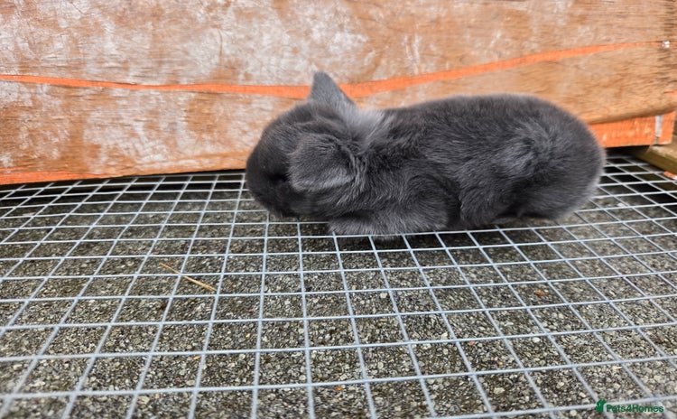 Mini Lop rabbits - Advert 6