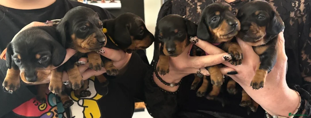 Miniature Dachshund dogs for sale: KC reg Miniature Dachshund in Aberdeen - Advert 1