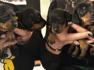 Miniature Dachshund dogs KC reg Miniature Dachshund - Advert 4