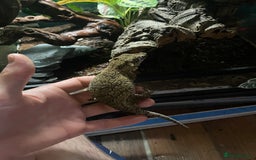 Gecko reptiles for sale: 2 crested geckos & 2 gargoyle geckos with setups - Image 7