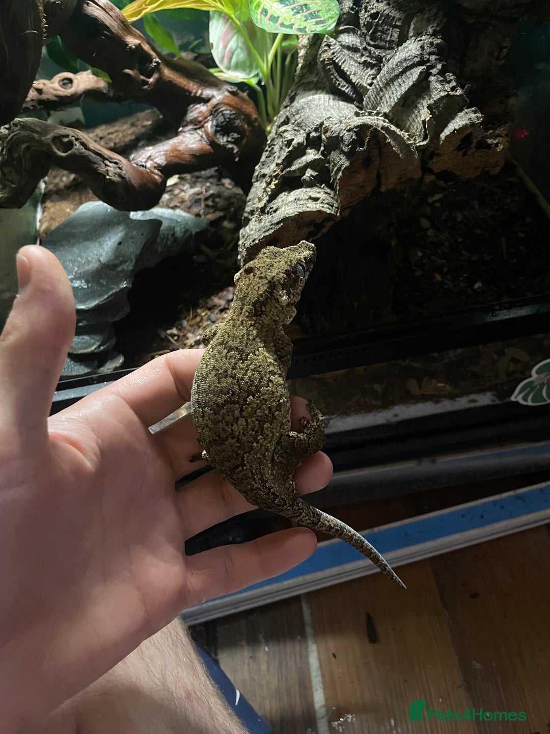 Gecko reptiles for sale: 2 crested geckos & 2 gargoyle geckos with setups - Image 7