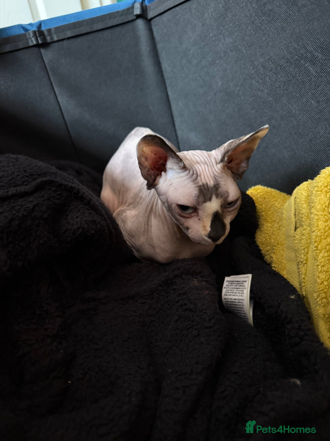 Sphynx cats for sale: Gorgeous white and blue sphynx female cat  - Image 3
