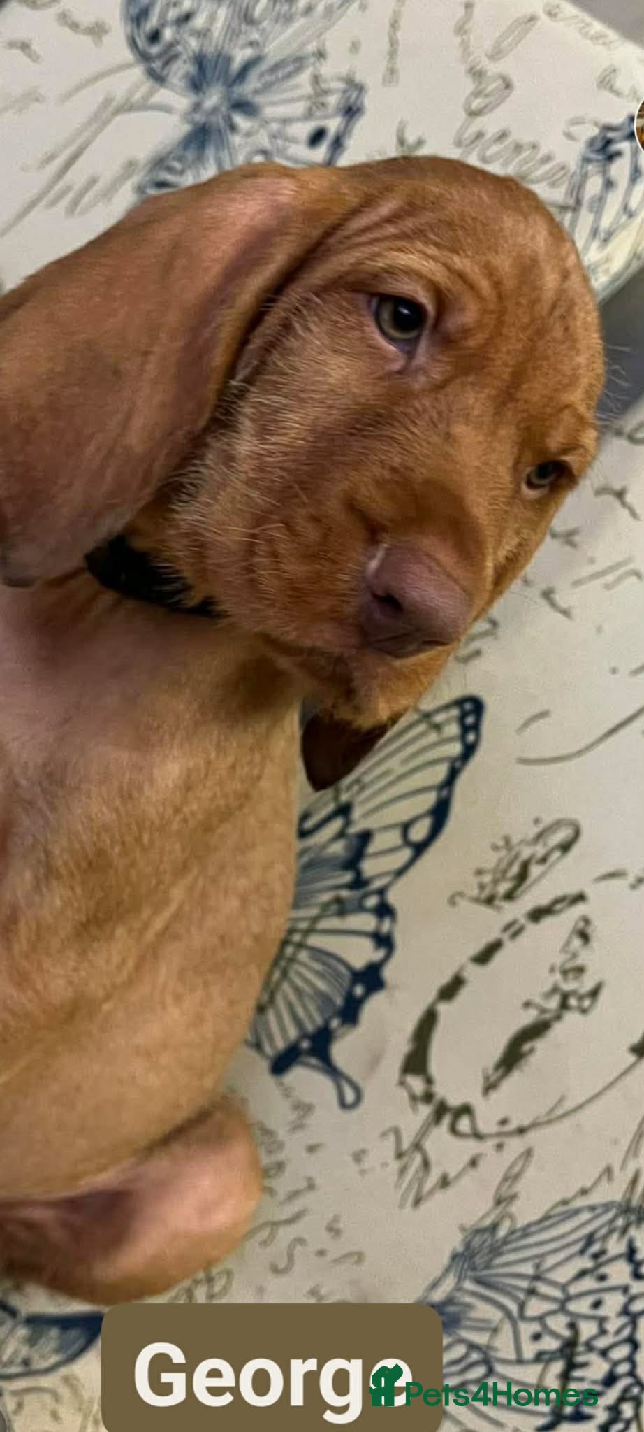 Hungarian Vizsla dogs Extra Ordinary Beautiful Hungarian Vizsla - Advert 5