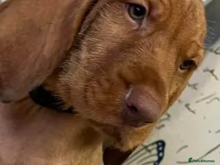 Hungarian Vizsla dogs Extra Ordinary Beautiful Hungarian Vizsla - Advert 5