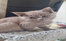 Scottish Fold cats for sale: Ready for new home 😻 - Image 12