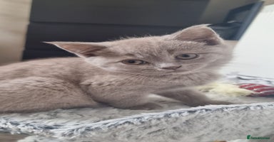 Scottish Fold cats - Advert 5