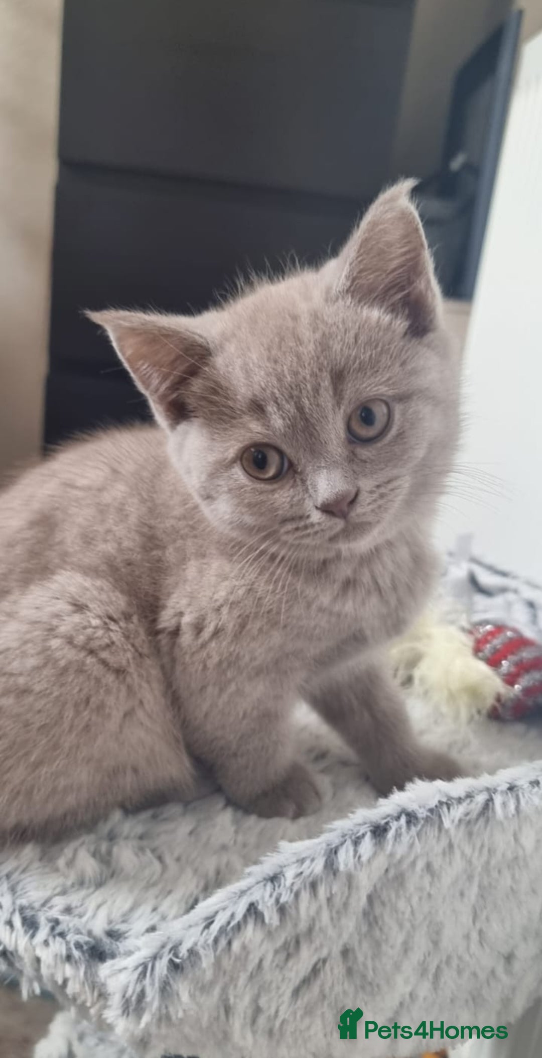 Scottish Fold cats for sale: Ready for new home 😻 - Image 12