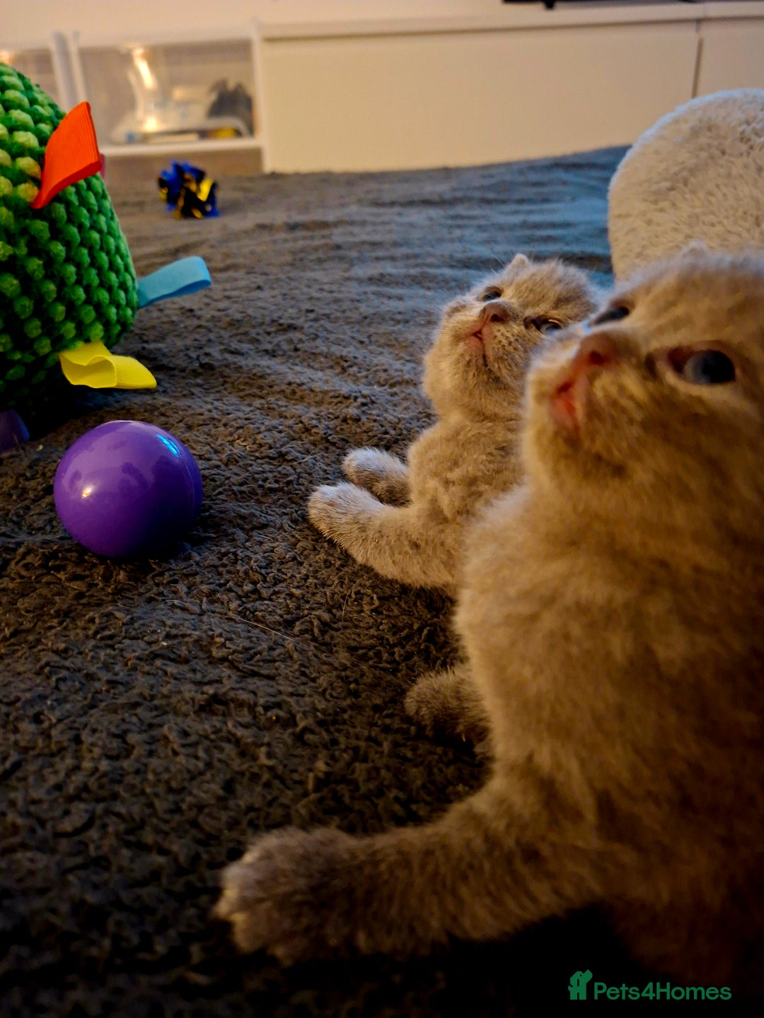 British Shorthair cats for sale: British blue kittens GCCF registered 🩷💜 - Advert 3