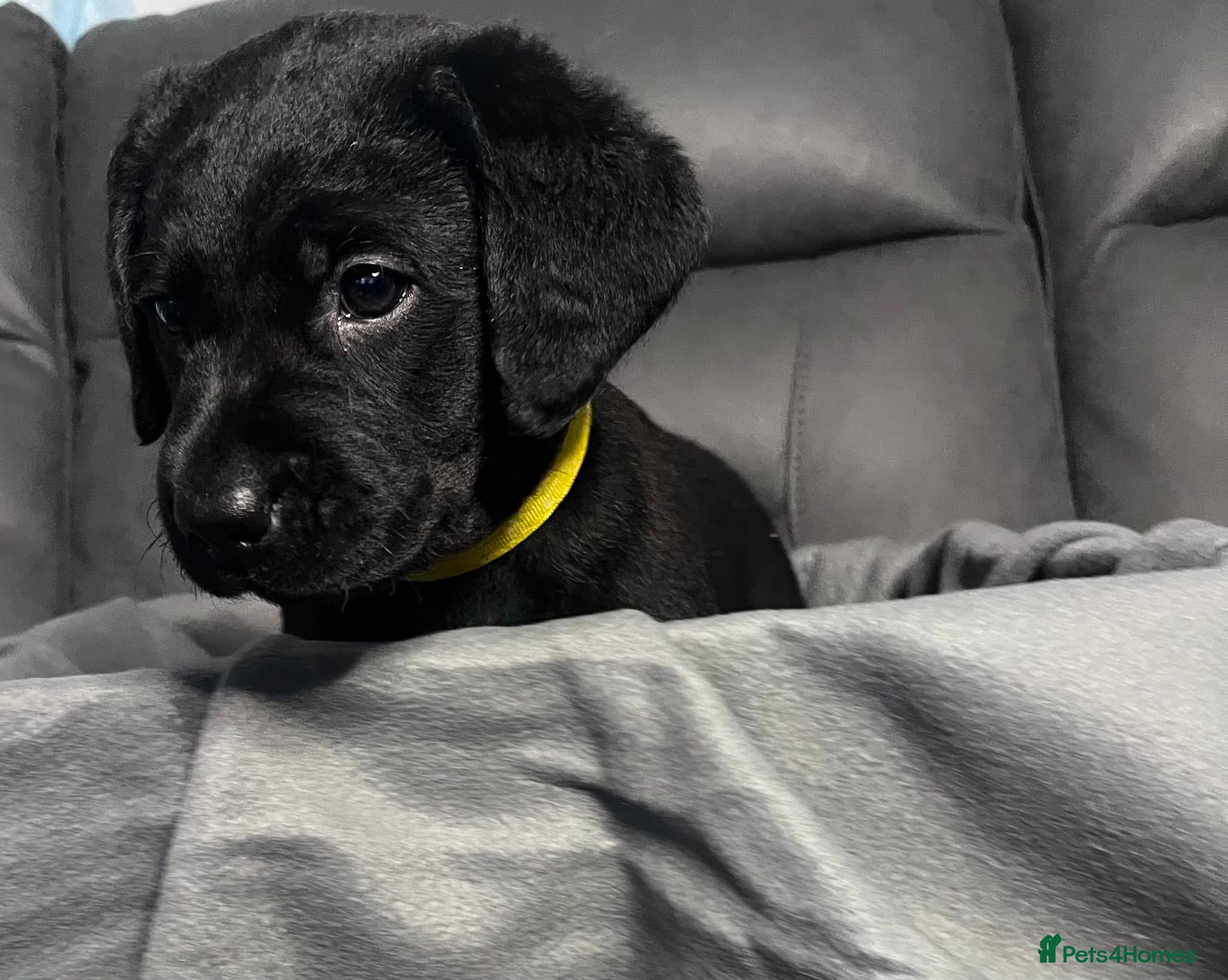 Labrador Retriever dogs READY NOW! Beautiful KC Labrador Puppies - Advert 1