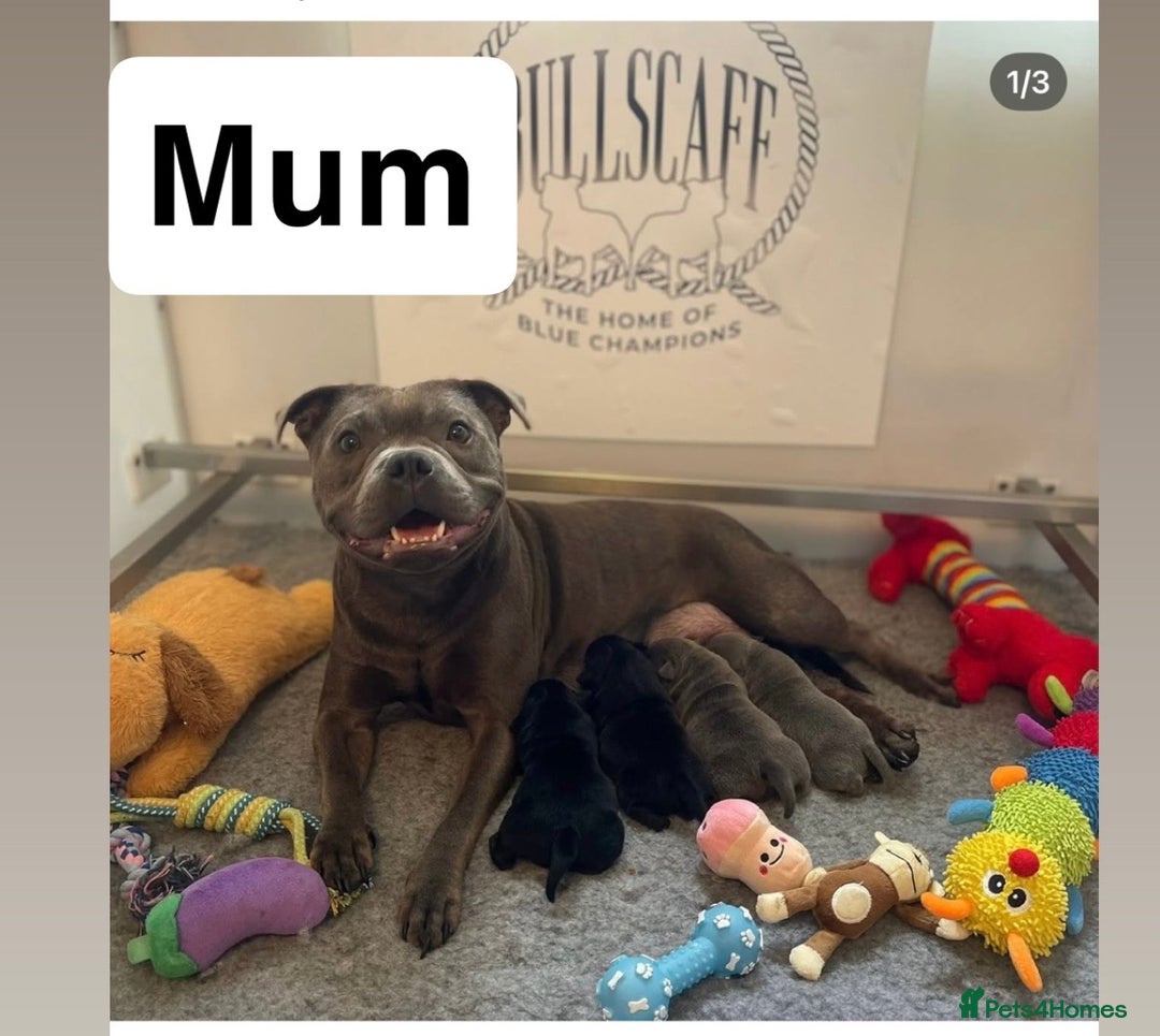 Staffordshire Bull Terrier dogs for sale: Mr t x Judi daughter BEST OF THE BEST solid blue   - Advert 3