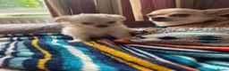 Chihuahua dogs for sale: Meet the Magnificent 7 - Advert 23