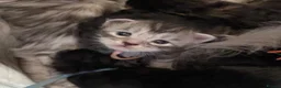 Maine Coon cats for sale: TICA registered large Maine Coon kittens in Newport - Advert 30