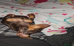 Miniature Dachshund dogs for stud: STUD available  - Image 28