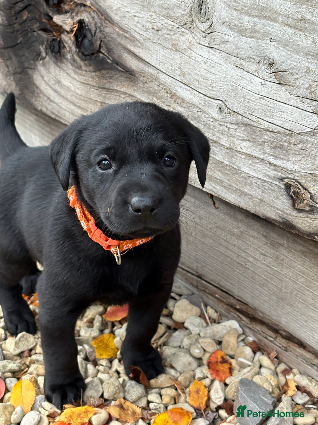 Labrador Retriever dogs for sale: Labrador Puppies - Image 4