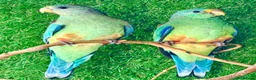 Parrots birds for sale: Mulga Parrot Cock Bird This Years 2026 - Advert 2