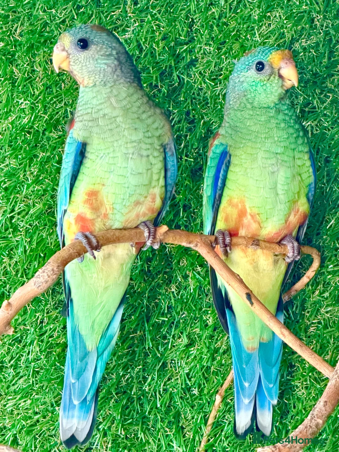 Parrots birds for sale: Mulga Parrot Cock Bird This Years 2026 - Advert 2