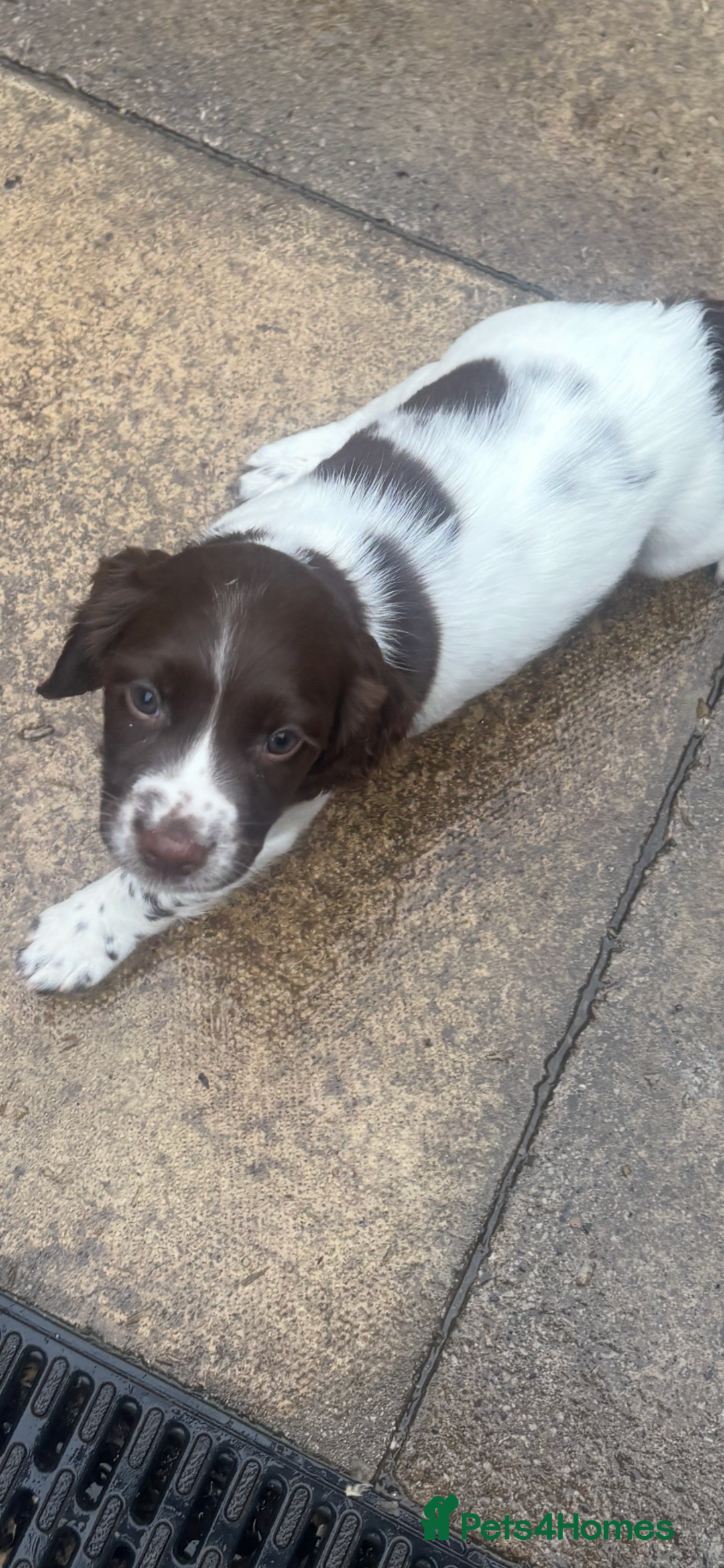 English Springer Spaniel dogs for sale: STUNNING L/W FEMALE PUPPY - Image 1