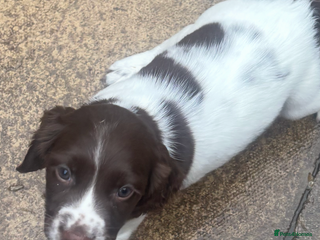 English Springer Spaniel dogs - Advert 6