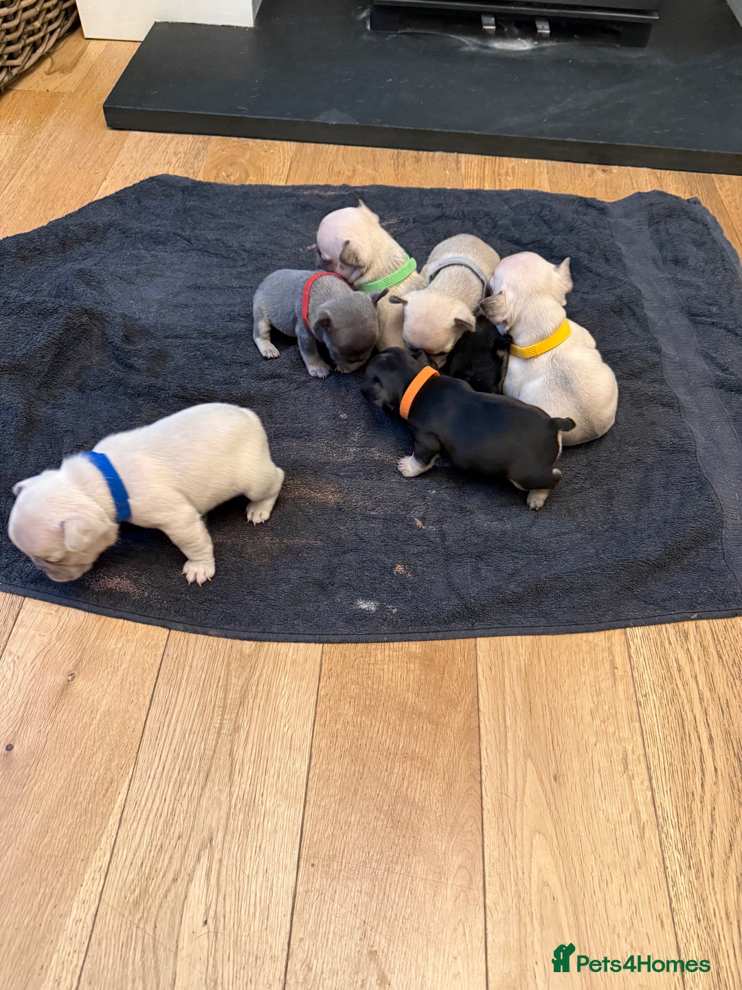 French Bulldog dogs for sale: Beautiful Pups – Looking for Their Forever Homes - Advert 7