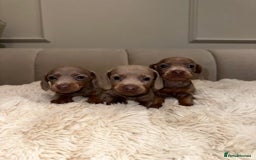 Miniature Dachshund dogs for sale: Stunning ISABELLA miniature dachshunds  - Image 8