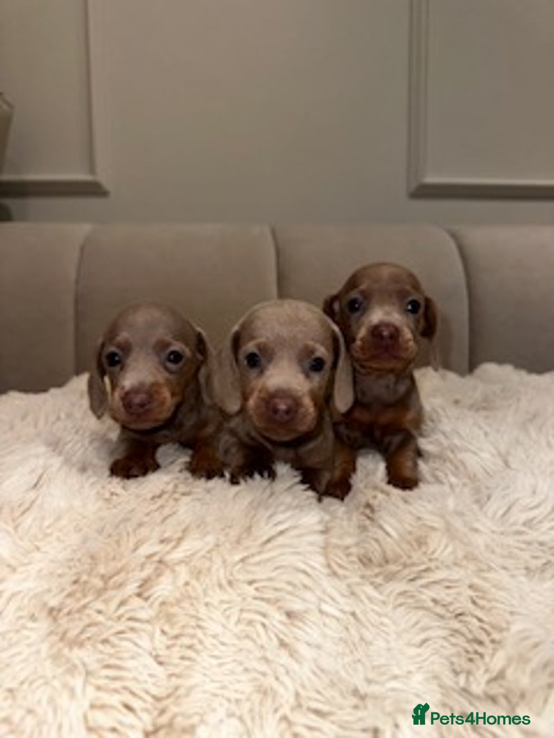 Miniature Dachshund dogs for sale: Stunning ISABELLA miniature dachshunds  - Image 8