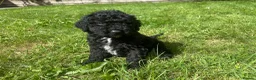 Goldendoodle dogs for sale: Beautiful Goldendoodles - Advert 16