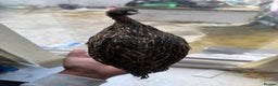 Mixed Breed birds for sale: Black francolin kala teeter  - Advert 2
