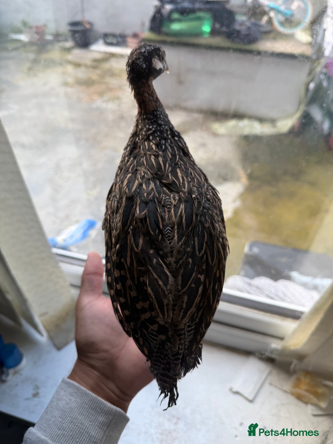 Mixed Breed birds for sale: Black francolin kala teeter  - Advert 2