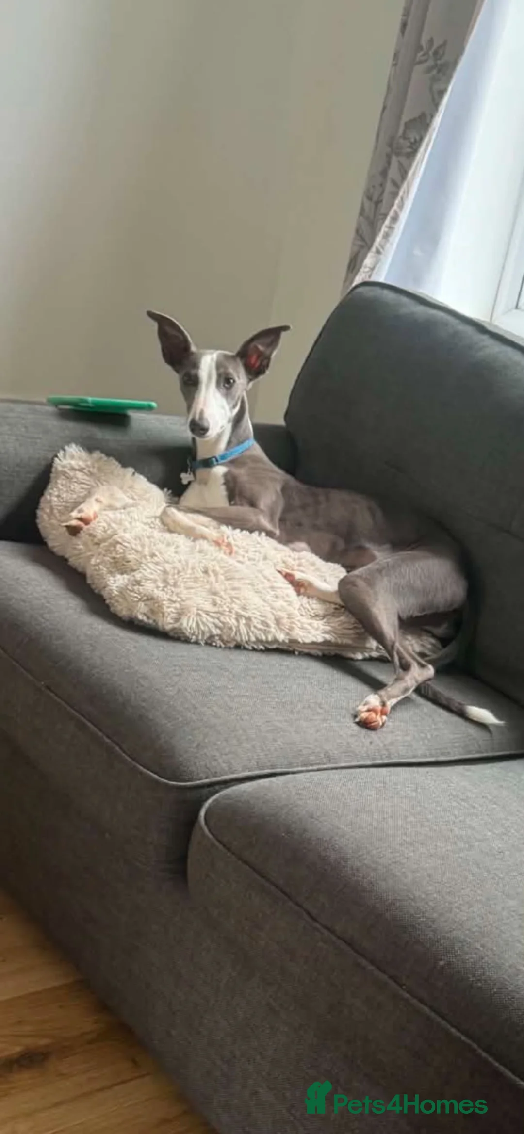 Whippet dogs for sale: 10 month old whippet - Advert 3