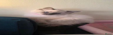 Ragdoll Kitten 4