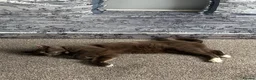 Mixed Breed cats for sale: For sale  - Advert 3