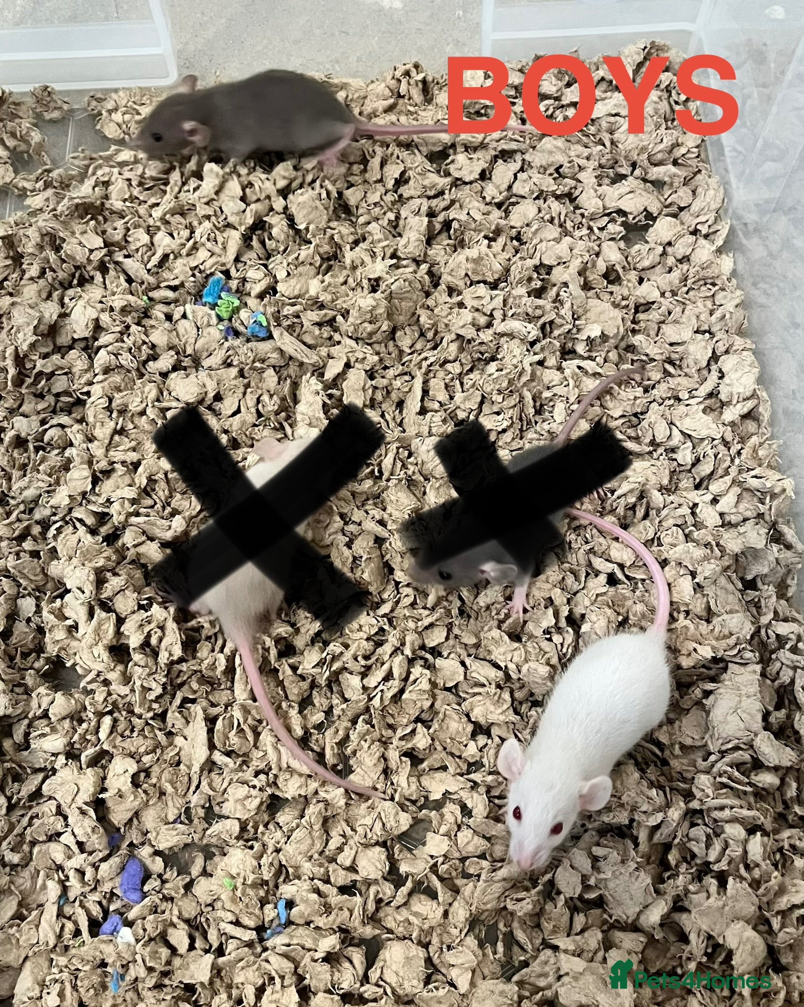 Rat rodents Baby Rats ready 22nd Aug (males and females) - Advert 2