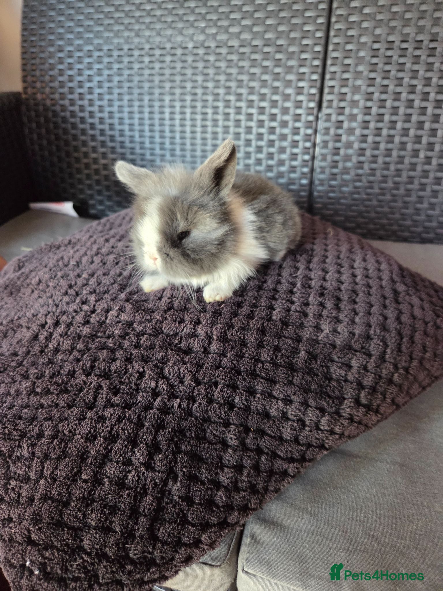 French Lop rabbits Mini Lop/Teddy Lionhead - Advert 1