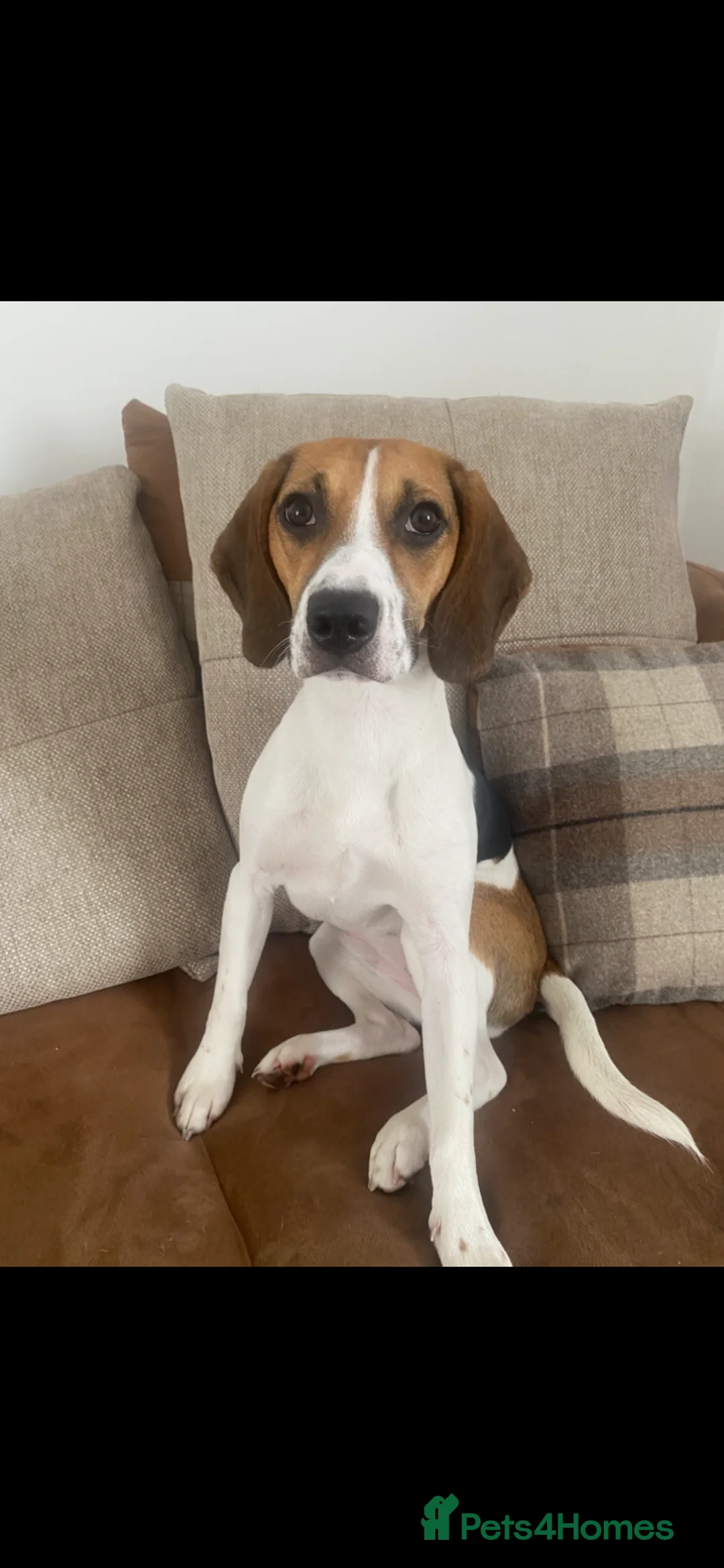 Mixed Breed dogs for sale: Molly  in Prenton - Advert 2