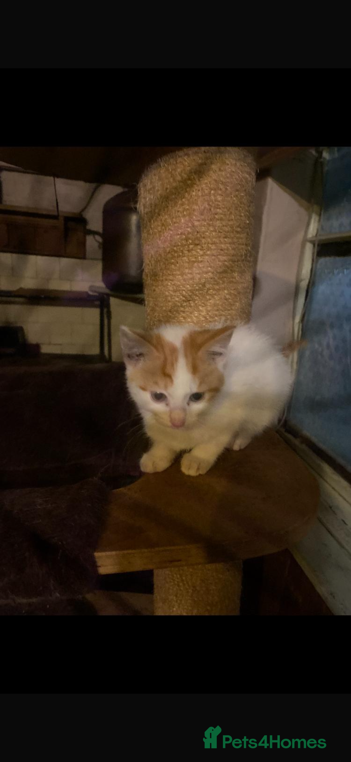 Mixed Breed cats Beautiful kitten  - Advert 9