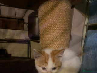 Mixed Breed cats Beautiful kitten - Advert 1