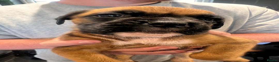 Boxer Puppy 10